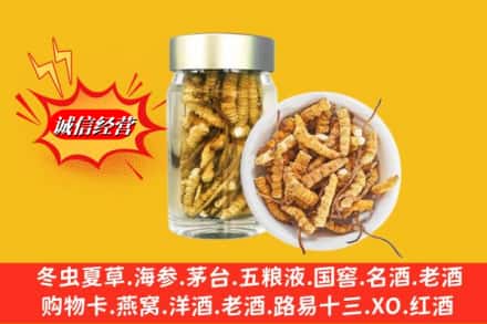 晋中市和顺回收散虫草